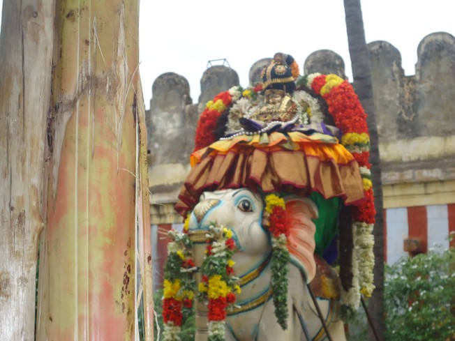 Srirangam_Thiruvaadipooram_day6_28