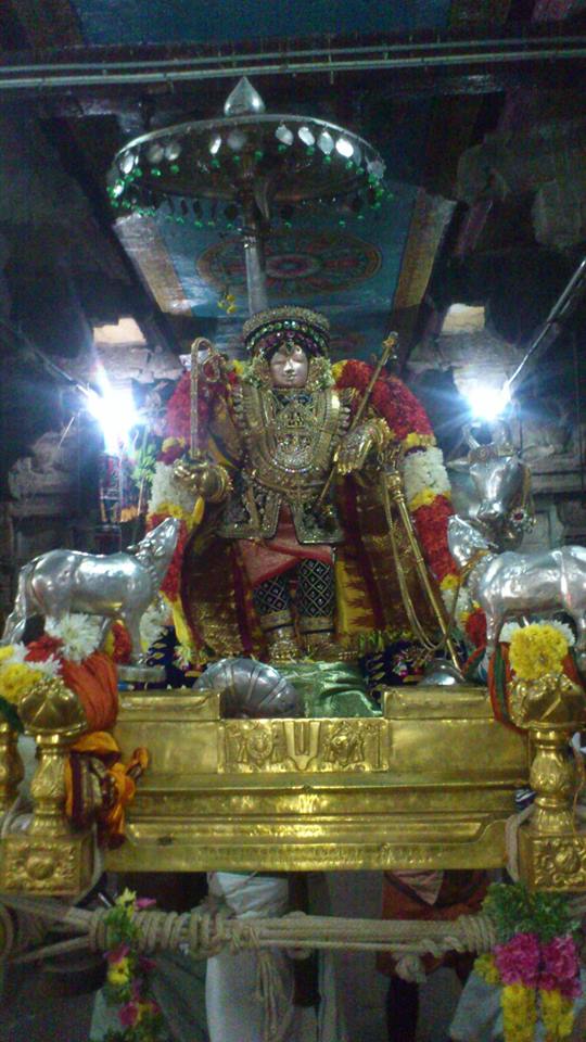 Mannargudi Rajapopalal temple Pagal pathu day 9 2014-06