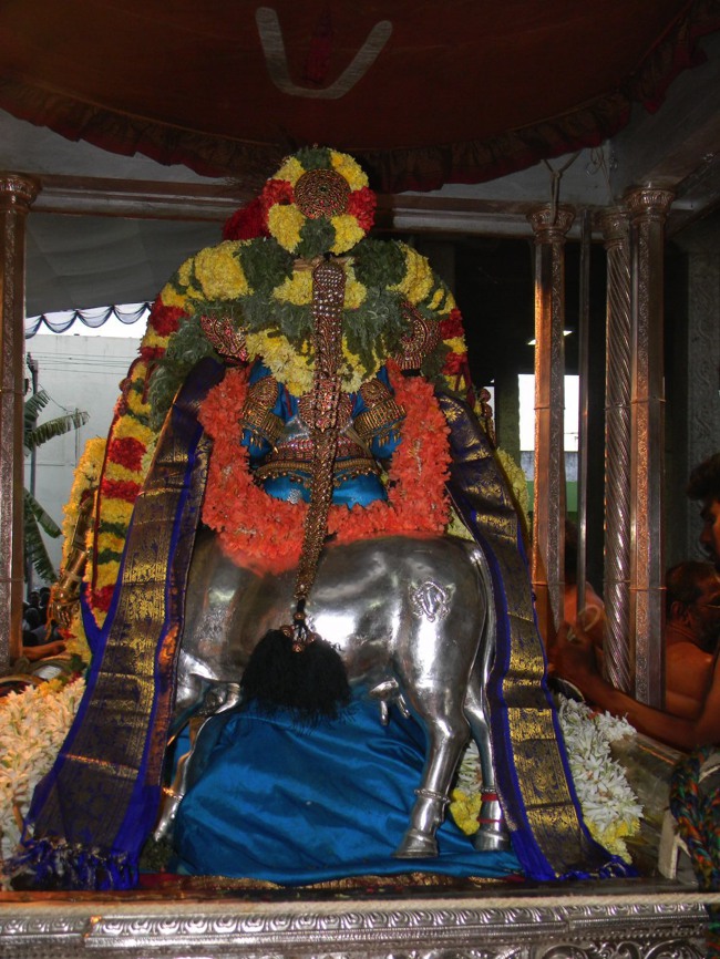 THiruvallur Thai Brahmotsavam Velli Chapparam  2014--05