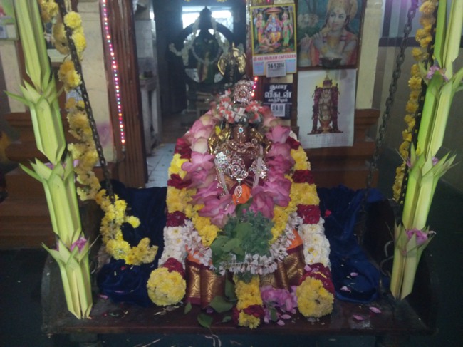 Thai Velli  Dolai at Perangalathur Srinivasa Perumal temple 2014--07