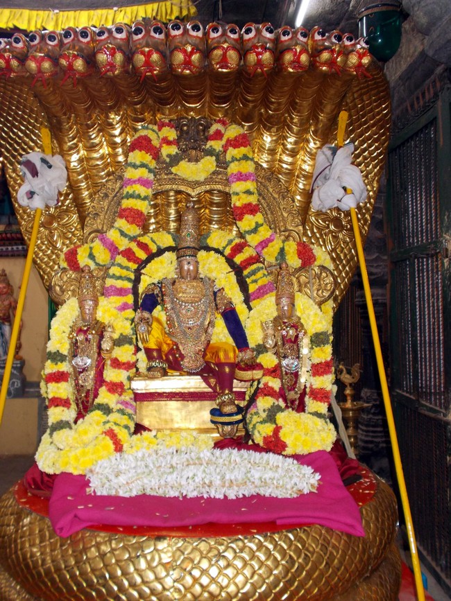Thiruvallur Thai Brahmotsavam Sesha Vahanam 2014 -02