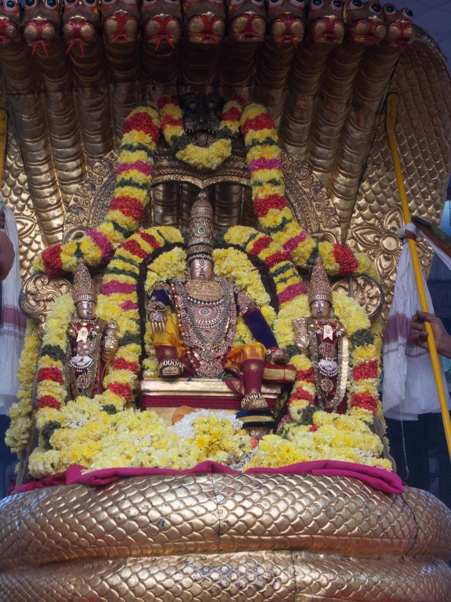 Thiruvallur Thai Brahmotsavam Sesha Vahanam 2014 -09
