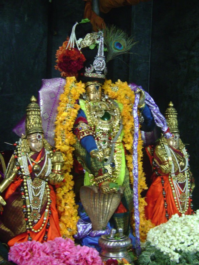 Aminjikarai Varadaraja Perumal Temple Dhavana Utsavam day 2 2014--00