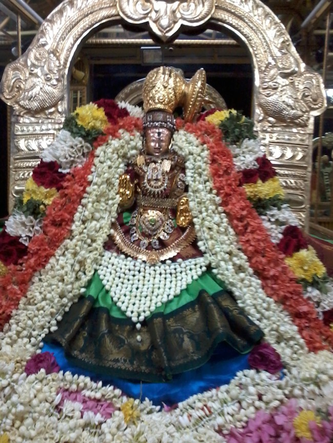 Thiruvellukkai Masi Kadi  Velli Thayar Purappadu  2014--06