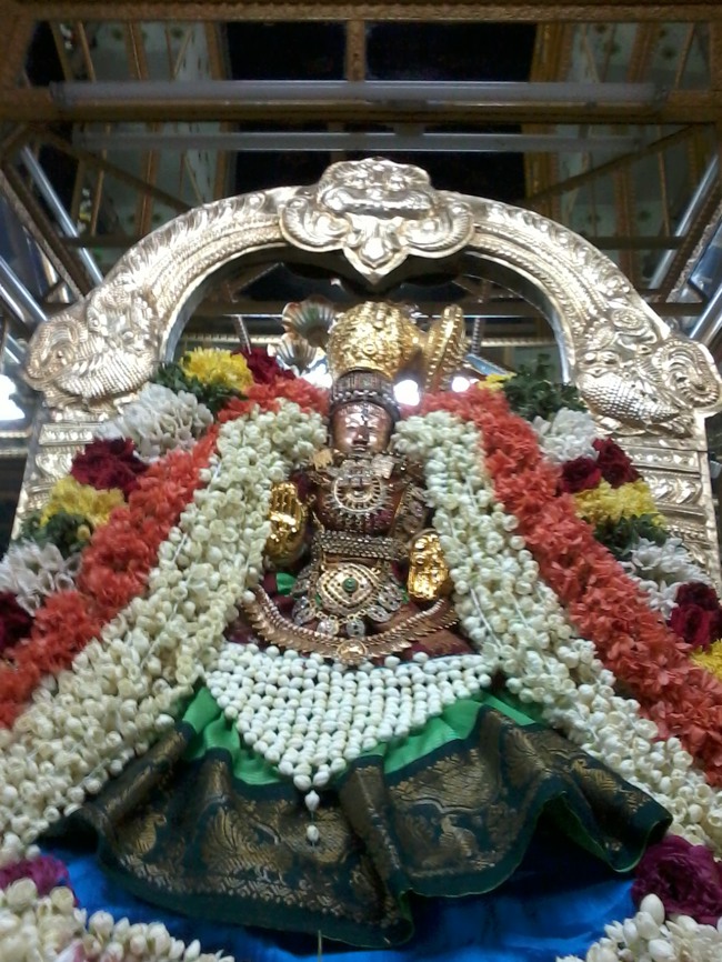 Thiruvellukkai Masi Kadi  Velli Thayar Purappadu  2014--08