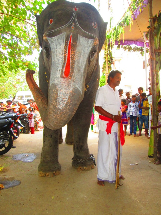 Srirangam Namperumal Jeeyapuram Ezhantharuli Purappadu 2014 -36