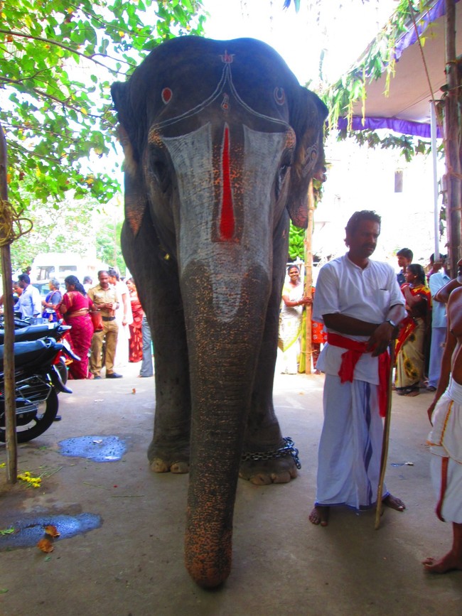 Srirangam Namperumal Jeeyapuram Ezhantharuli Purappadu 2014 -37