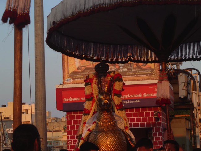 Thiruvallikeni Parthasarathy Sri Rama Navami Utsavam day 7 2014--0014