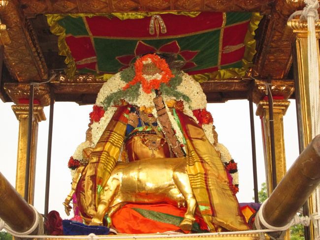 Kanchi Varadhan Thanga Chapparam Venugopalan Thirukolam 2014--18