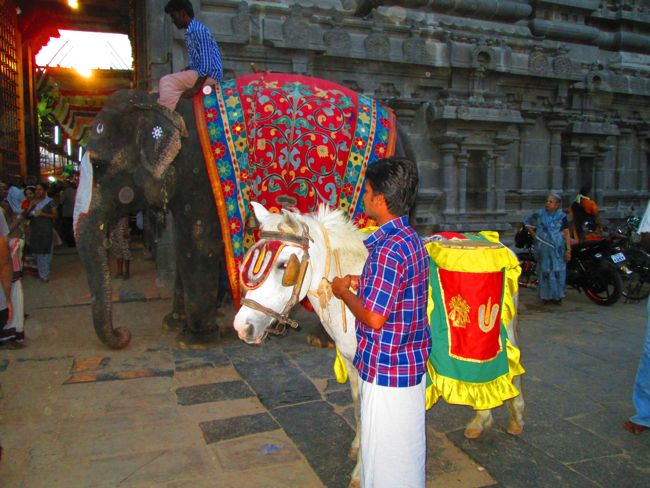 Kanchipuram vaikasi Brahmotsavam Kudhirai vahanaml 2014 -10