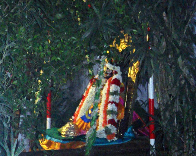 Thiruvelukkai Kadai Vellikizhamai Amirthavalli Thayar Purappadu 2014 -12