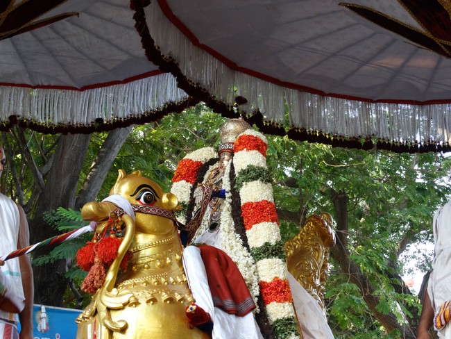 Mylapore SVDD Srinivasa Perumal  june 1,2014 Vaigasi Maasam Bhrahmotsavam  Day 2 hamsa vahanam  8