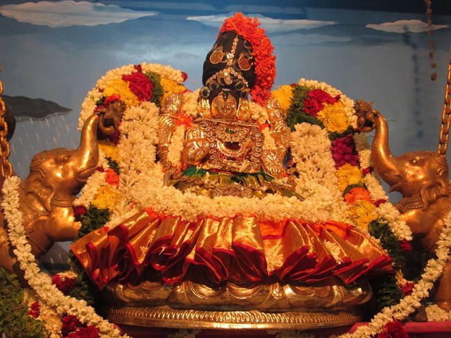 Pondicherry Sri Alarmelmangai Thayar Aadi Vellikizhamai Purappadu8