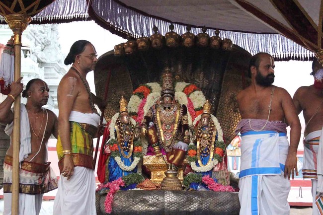 Thiruvallikeni Thelliyasinga perumal Brahmotsavam sesha vahanam 2014 02