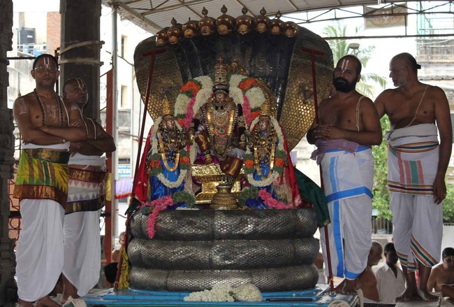 Thiruvallikeni Thelliyasinga perumal Brahmotsavam sesha vahanam 2014 11