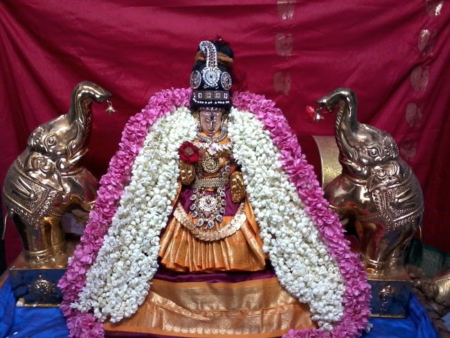 Thiruvelukkai Amirthavalli Thayar Adi Velli utsavam 2014 01