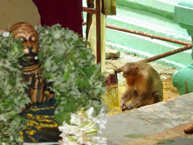 Vaduvur Sri Kothandaramaswamy Temple Aadi Thirumeni Thirumanjanam66