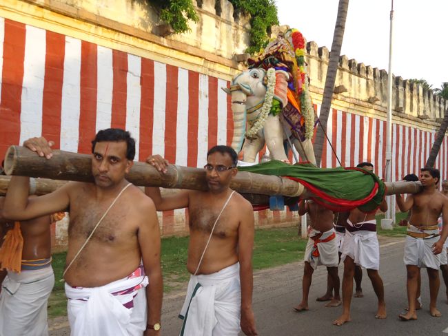 1st nov 14 srirangam poundrikapuram swami desikan yaanai vaahanam (1)