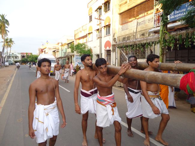 1st nov 14 srirangam poundrikapuram swami desikan yaanai vaahanam (13)