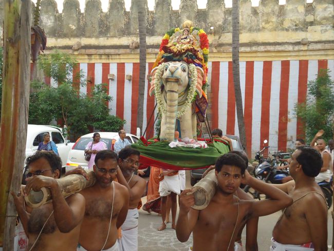1st nov 14 srirangam poundrikapuram swami desikan yaanai vaahanam (17)