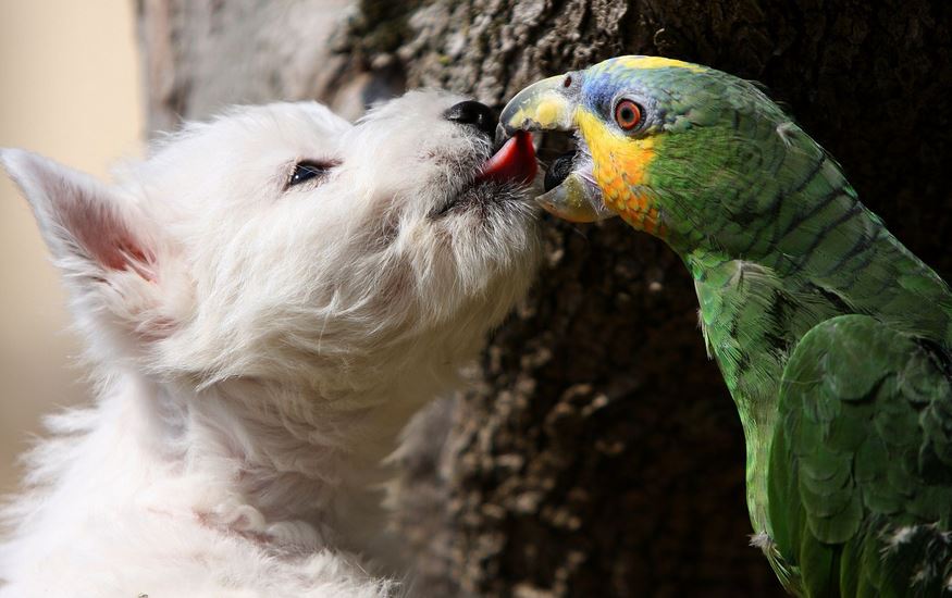 Dog & parrot
