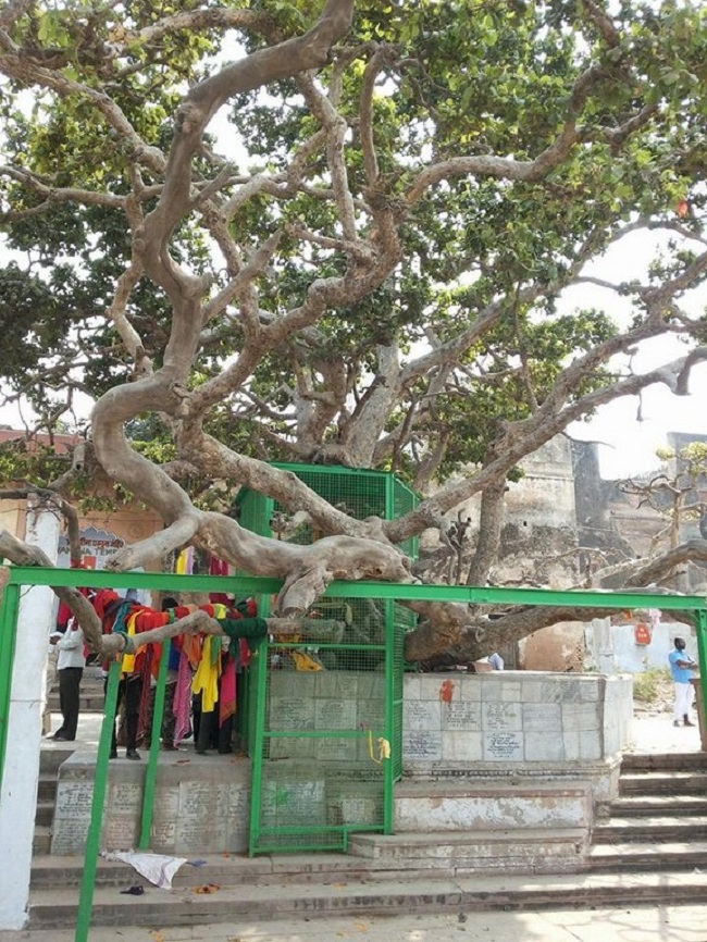 HH 46th Srimath Azhagiyasingar Vijaya Yathirai to Gokulam (Thiruvaipaadi)4