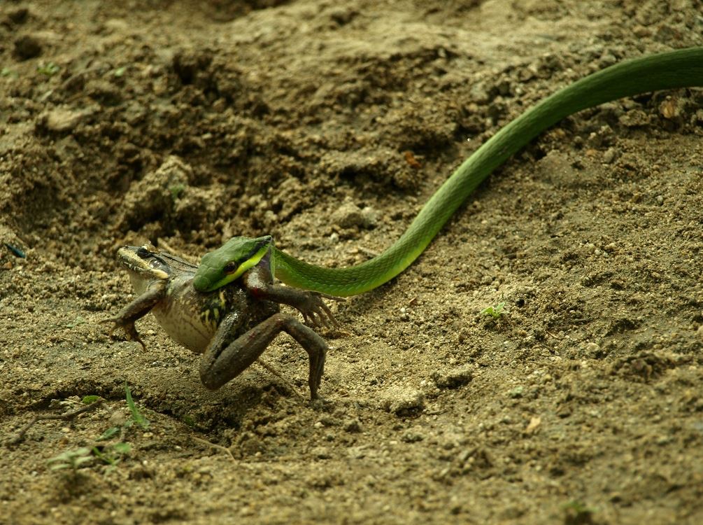 Snake eating Frog