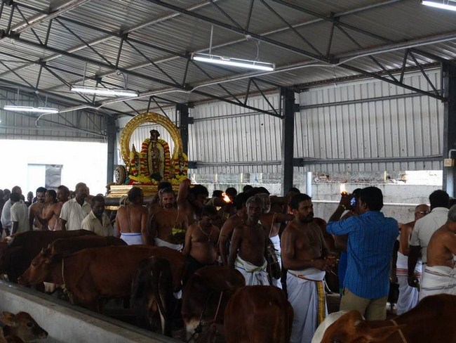 Thiruvallur Sri Veeraraghava Perumal Temple Vanabhojana Utsavam45