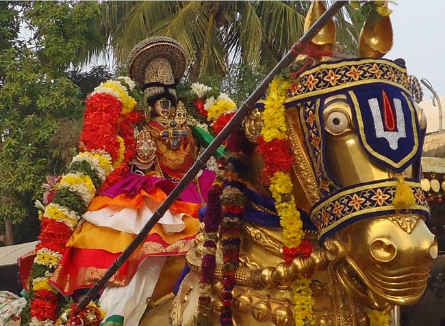 Srirangam Ranganathaswami Temple Irappathu  utsavam Vedupari utsavam 2014-4