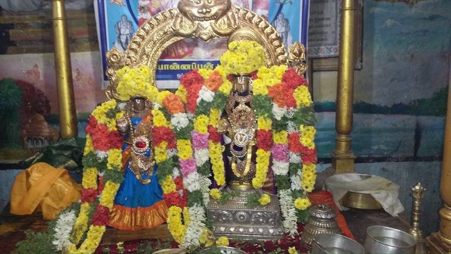 Thiruvinnagar Sri Oppilliappan Venkatachalapathi Temple Thiruadhyayana Utsavam2