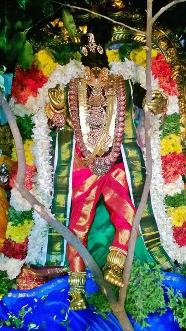 Vanamamalai Sri Deivanayaga Perumal Temple Thiruadhyayana Utsavam11