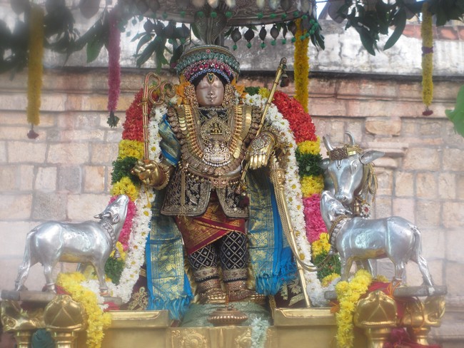 Mannai Rajagopalaswami alankaram during THiruadhyayana Utsavam 2015-14