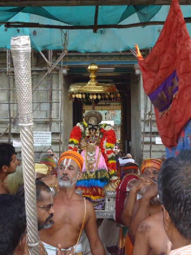 Srirangam Masi Theppotsaavam Sri Namperumal Purapppadu to Yanai vahana Mandapam  2015 -24