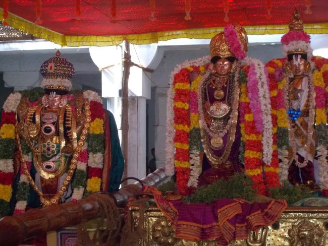 Srivilliputhur Sri Nachiyar Kovil Thiruadhyayana Utsavam day 11 to 15  2015-59