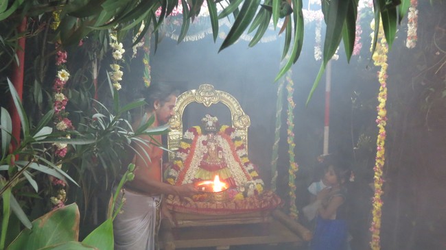 Thiruvelukkai Sri Amruthavalli Thayar Thai  Kadai Velli Purappadu  2015-14