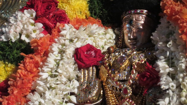 Thiruvelukkai Sri Amruthavalli Thayar Thai  Kadai Velli Purappadu  2015-22