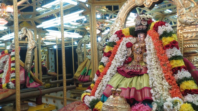 Thiruvelukkai Sri Amruthavalli Thayar Thai  Kadai Velli Purappadu  2015-32