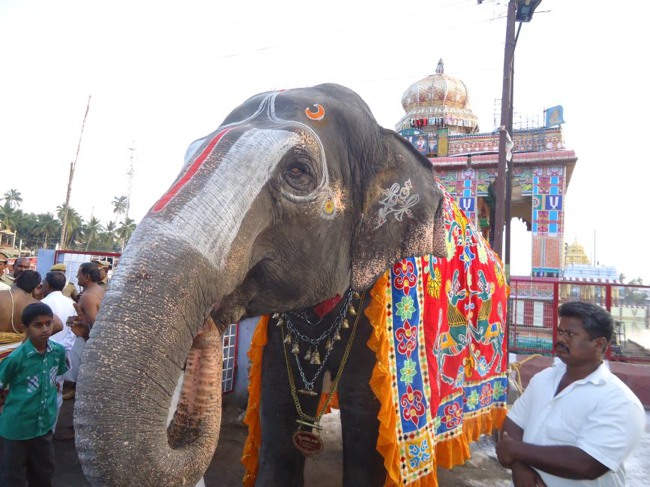 Srirangam Ranganathaswami Temple  Masi Theppotsavam Day 8-2015-34