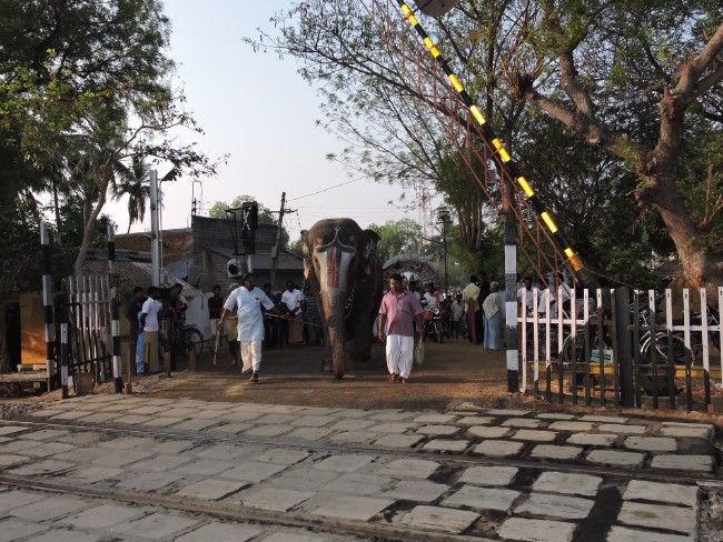 Srirangam Sri Namperumal Jeeypuram Mandagappadi 2015 -1 (29)