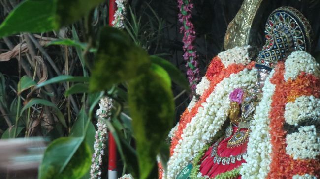 Thiruvelukkai Masi Kadai Velli Thayar Purappadu 2015 -16