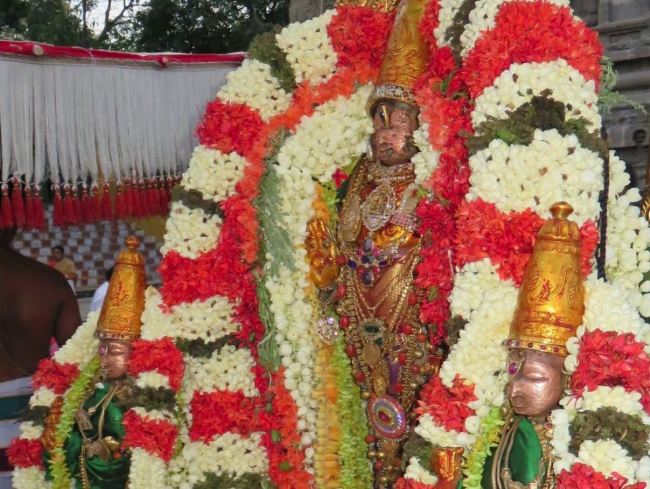 Kanchi Sri Devaperumal Manmadha Ammavasai Purappadu  2015 13