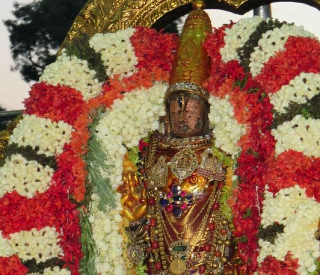 Kanchi Sri Devaperumal Manmadha Ammavasai Purappadu  2015 20