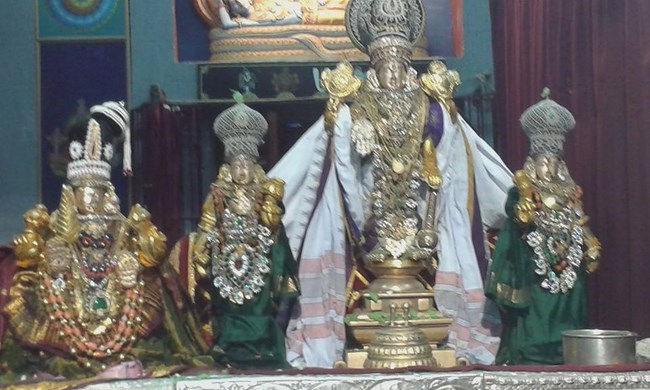 Mylapore SVDD Srinivasa Perumal Temple Vasanthotsavam24