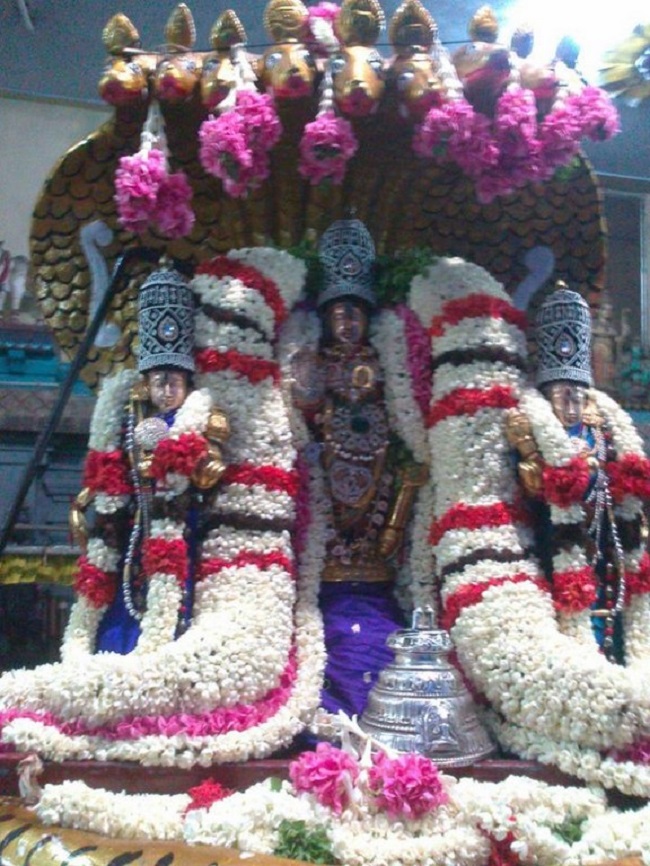 Aminjikarai Sri Prasanna Varadaraja Perumal Temple Manmadha Varusha Brahmotsavam20
