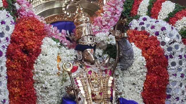 Pondicherry Sri Lakshmi Hayagreeva Perumal Temple Brahmotsavam day 5  -2015 14