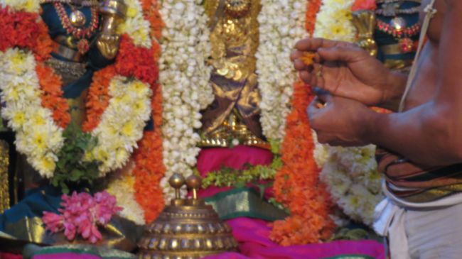 Thiruvelukkai Sri Azhagiyasingaperumal Aadi ammavasai purappadu -2015 28