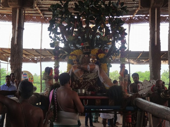 Thiruvaheendrapuram Swami Desikan Thirunakshatra utsavam Day 4-2015-00