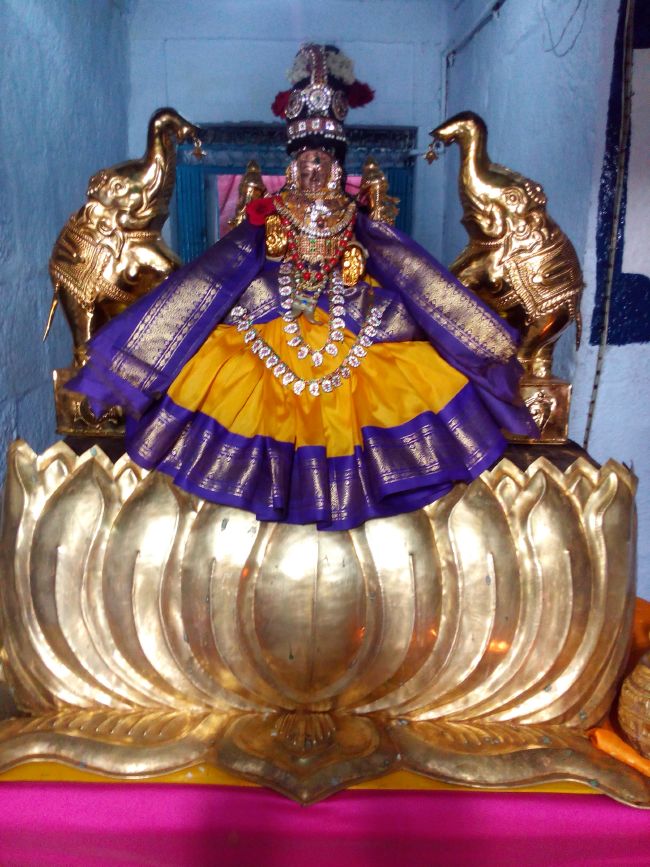 Thiruvelukkai Sri Amruthavalli thayar Varalakshmi viradham -2015 01