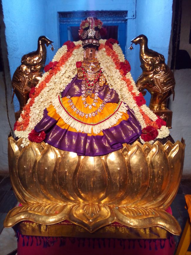 Thiruvelukkai Sri Amruthavalli thayar Varalakshmi viradham -2015 03