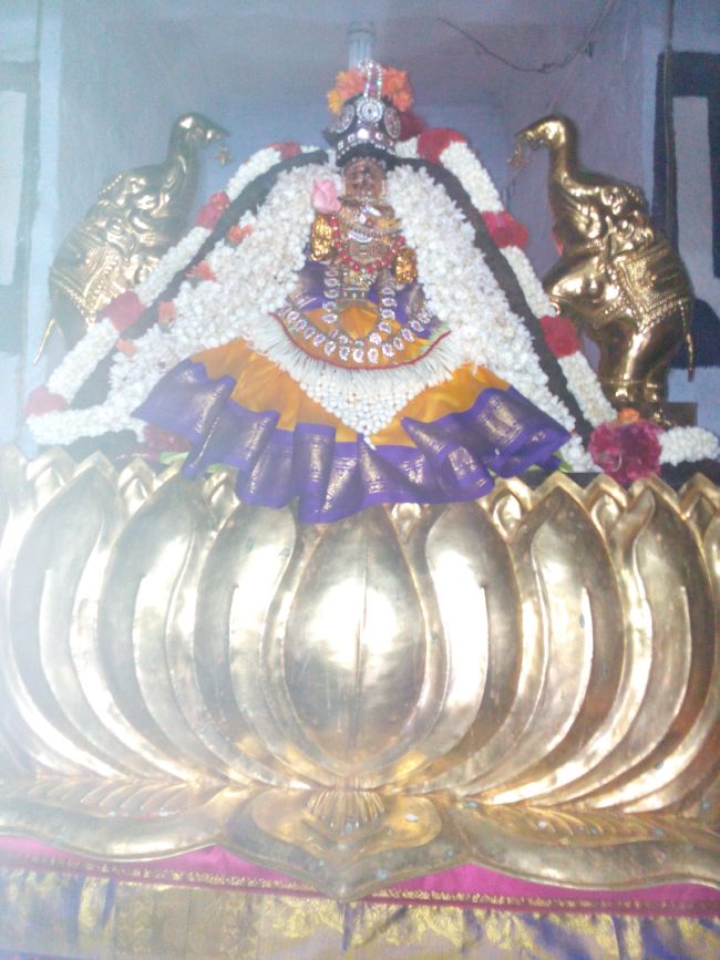 Thiruvelukkai Sri Amruthavalli thayar Varalakshmi viradham -2015 12